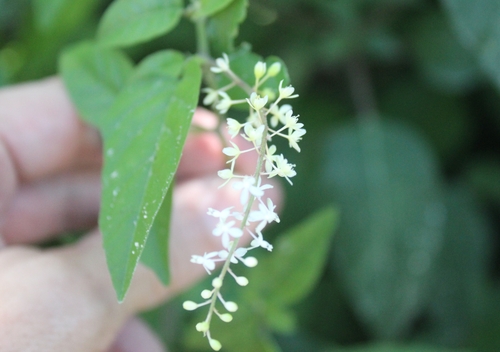 Rivina humilis