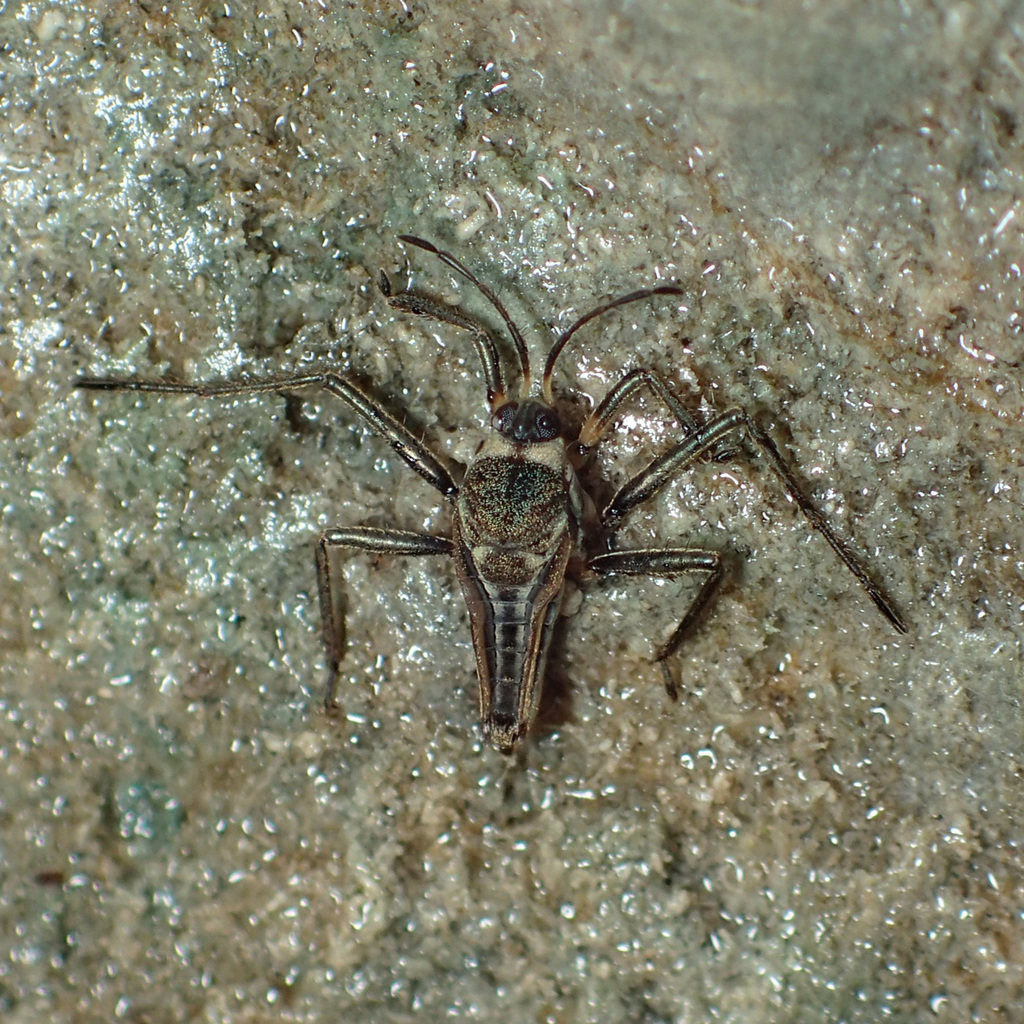 Rhagovelia tayloriella