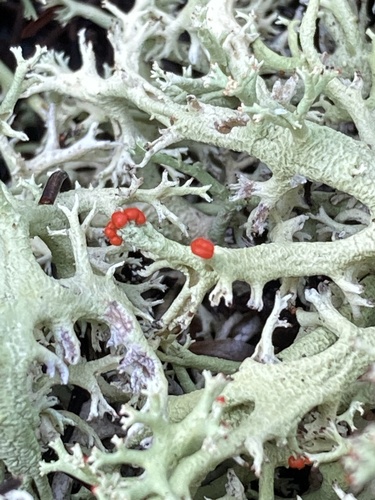 Jester Lichen