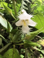 Drymonia lanceolata