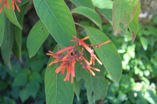 Firebush (Hamelia patens)