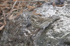 Haemorhous purpureus purpureus