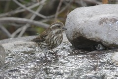 Haemorhous purpureus purpureus