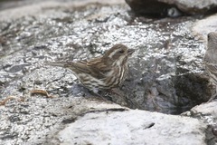 Haemorhous purpureus purpureus