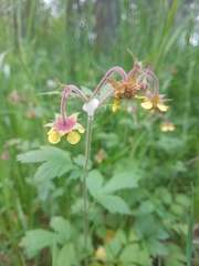 Geum × intermedium