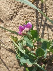 Lathyrus japonicus maritimus