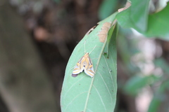 Eoophyla conjunctalis