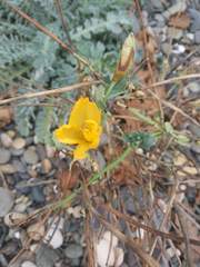 Glaucium flavum