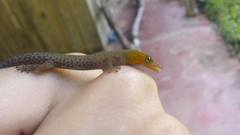 Sphaerodactylus lineolatus