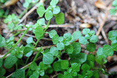 Callitriche muelleri