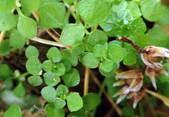 Callitriche muelleri