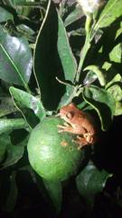 Dendropsophus bogerti