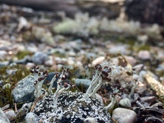 Cladonia cariosa