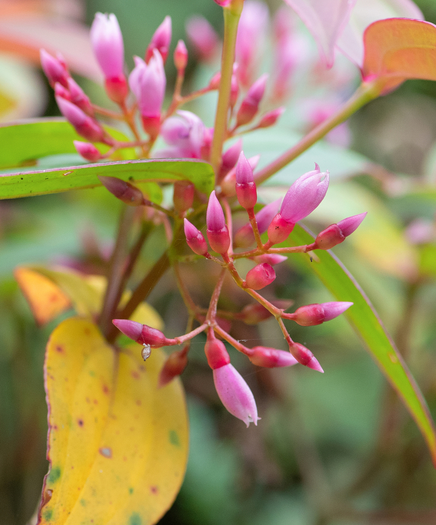 Medinilla himalayana (Medinilla himalayana)