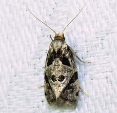 Aethes rana