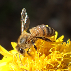 Apis mellifera