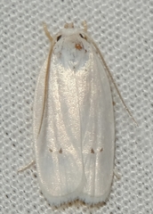 Antaeotricha albulella