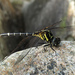 Melligomphus - Photo (c) H.T.Cheng, some rights reserved (CC BY-NC), uploaded by H.T.Cheng