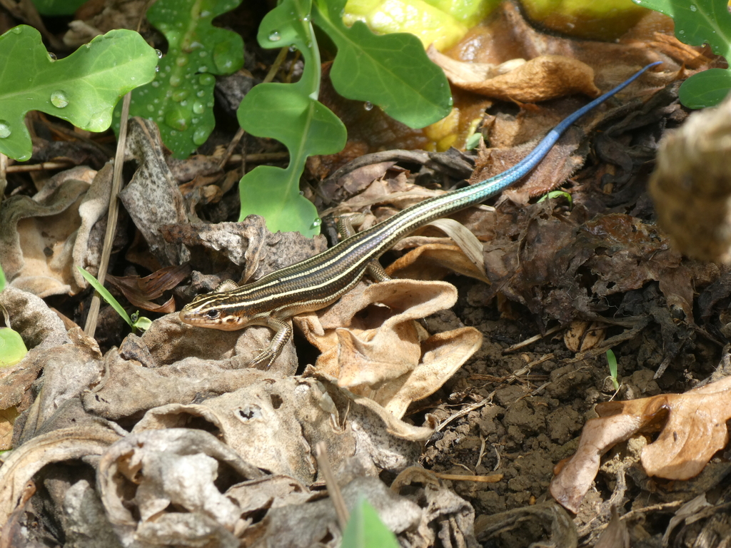 Okinawa Blue-Tailed Skink
