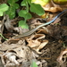 Ousima Skink - Photo (c) galogghe, some rights reserved (CC BY-NC)
