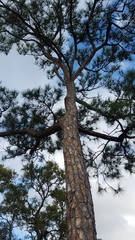 Pinus elliottii densa