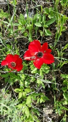 Ranunculus asiaticus