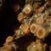 Aggregating Cup Coral - Photo (c) Jeff Goddard, some rights reserved (CC BY-NC), uploaded by Jeff Goddard