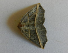 Metanema determinata