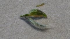 Cryptantha utahensis