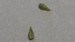 Cryptantha utahensis