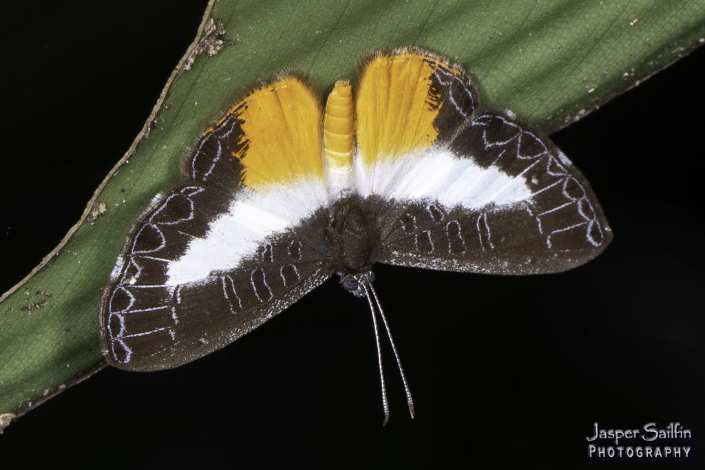 Nymphidium nealces