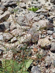 Eriogonum thomasii