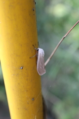 Creatonotos transiens vacillans