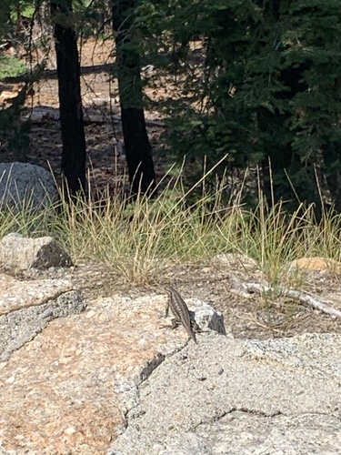 iNaturalist observation photo of Common Sagebrush Lizard