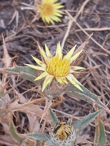 Image of Carlina racemosa by (c) Karim Haddad, some rights reserved (CC BY)