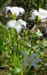 Zephyranthes atamasco