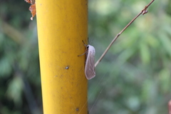 Creatonotos transiens vacillans