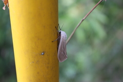 Creatonotos transiens vacillans