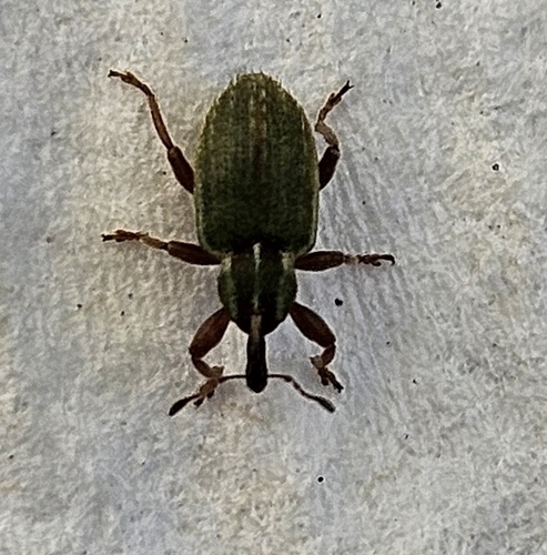 Black-beaked green weevil photo 5