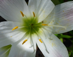 Zephyranthes atamasco
