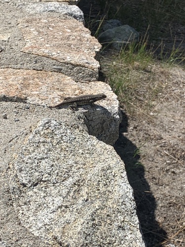 iNaturalist observation photo of Common Sagebrush Lizard