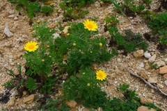 Glebionis coronaria
