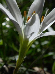 Zephyranthes atamasco