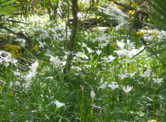 Zephyranthes atamasco