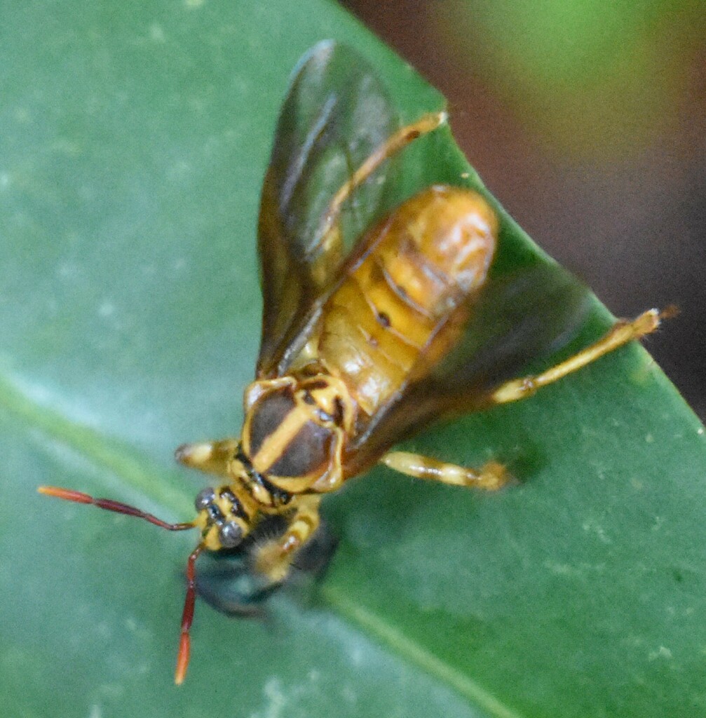 Sphodrolestes