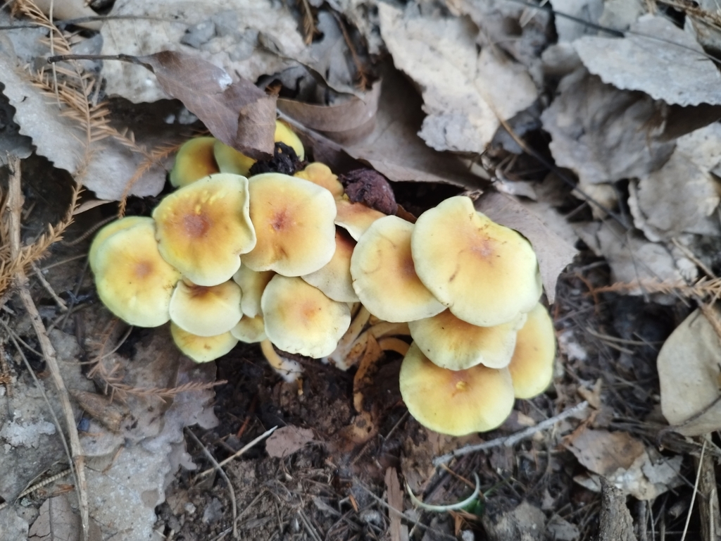 Hypholoma fasciculare · July 2023 · photo: © seba_fornes (iNaturalist, cc-by)