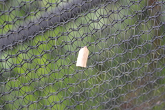Meridemis