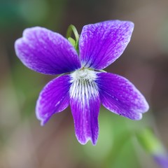Viola palmata