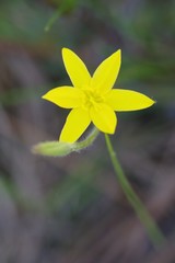 Hypoxis juncea