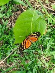 Heliconiini